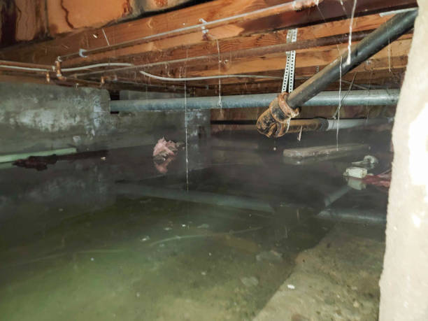 Best Water damage mitigation services  in Salem, IL