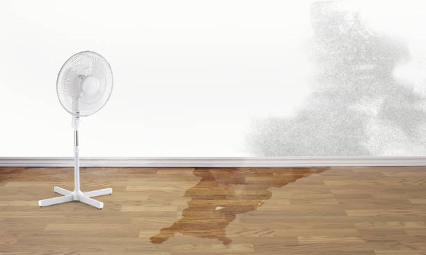 Best Water damage restoration near me  in Salem, IL