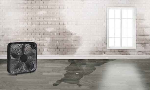 Best Commercial water damage restoration  in Salem, IL